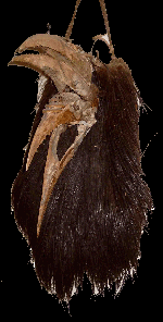 cassowary