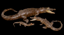 crocodiles